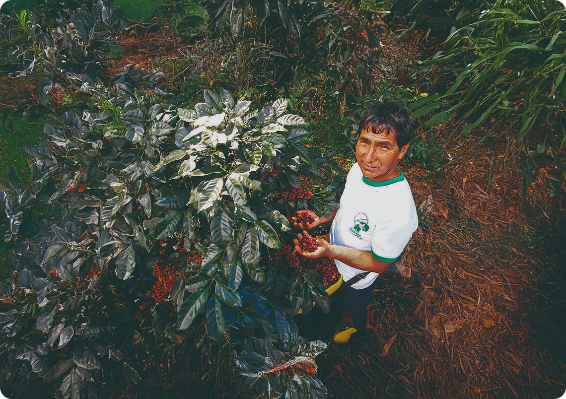 Finca rosal